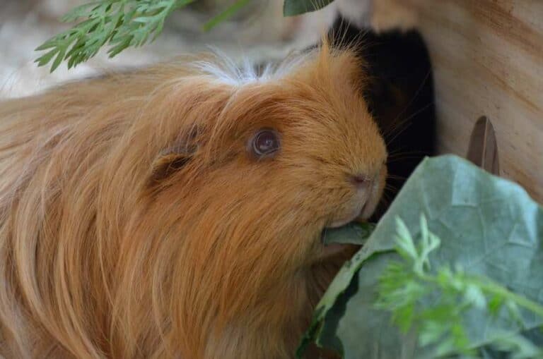 Guinea Pig Eye Problems – Caring For All Pets