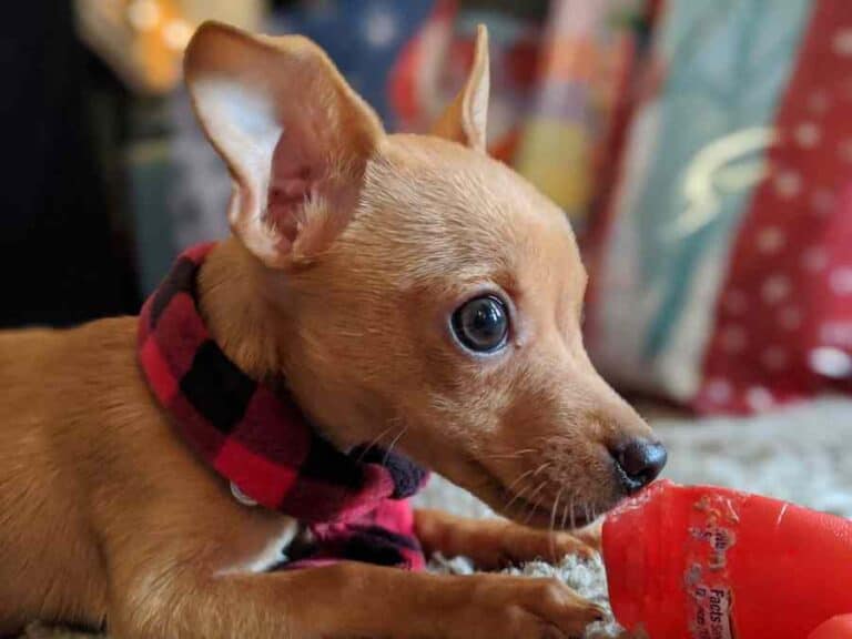 Can Chihuahuas Be Service Dogs? – Caring For All Pets