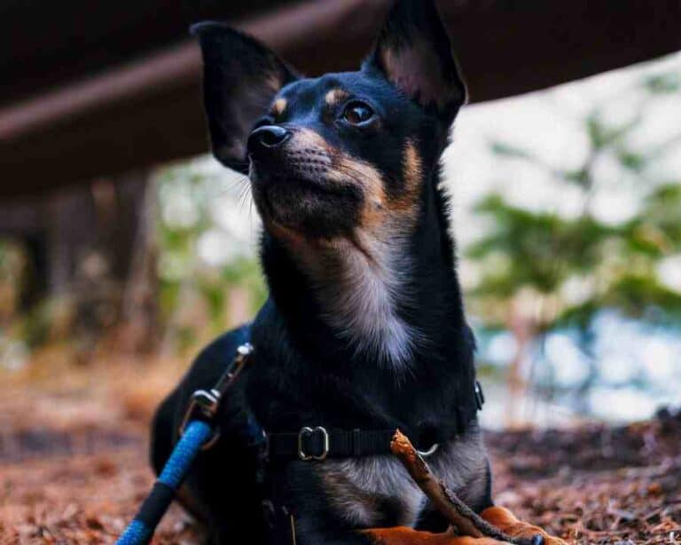 Can Chihuahuas Be Service Dogs? Caring For All Pets